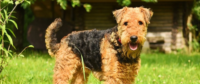 Airedale terrier